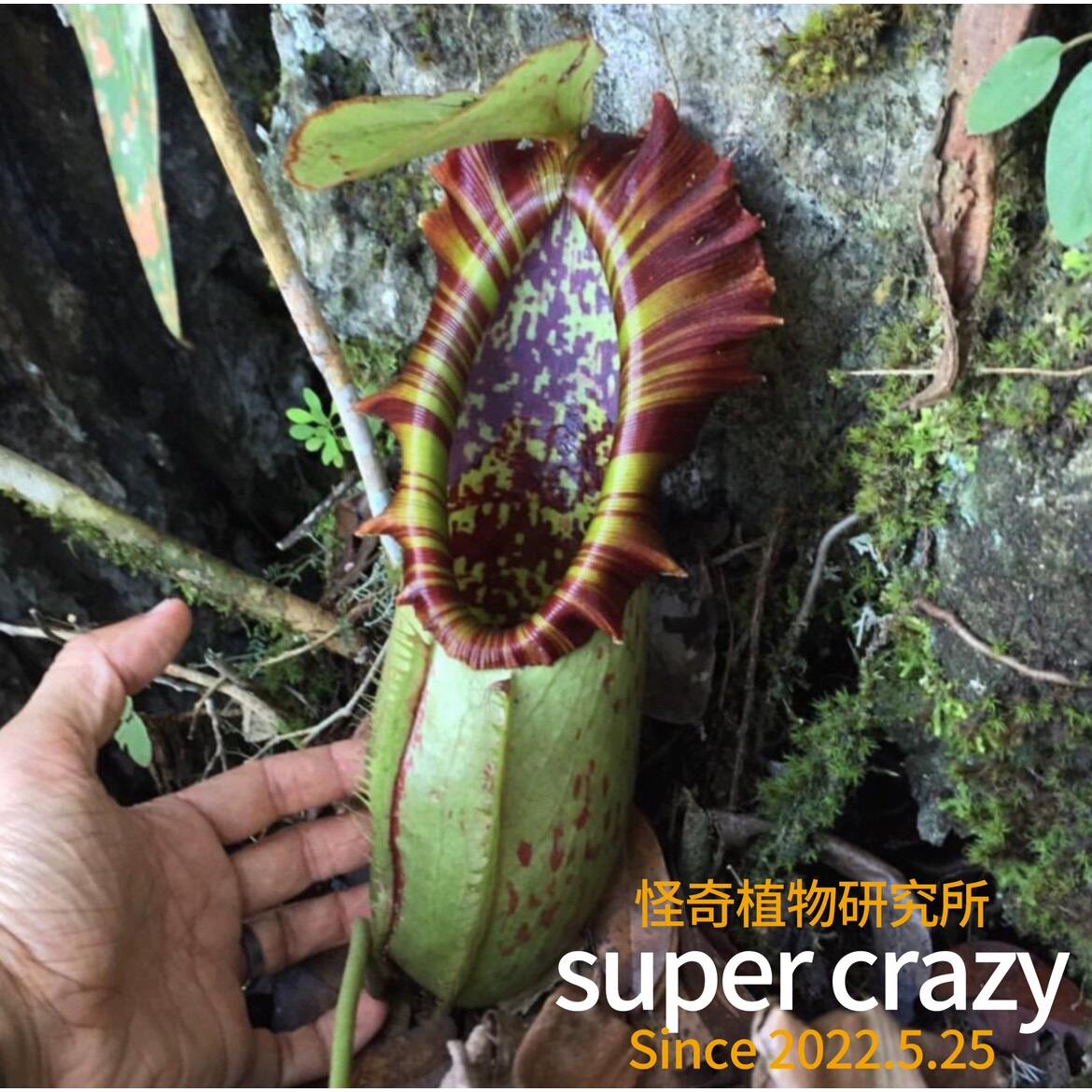 Nepenthes northiana诺斯猪笼草食虫植物雨林缸生态微景观造景