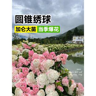 圆锥绣球花苗香草草莓夏日美人四季大苗花卉室外庭院植物盆栽开花