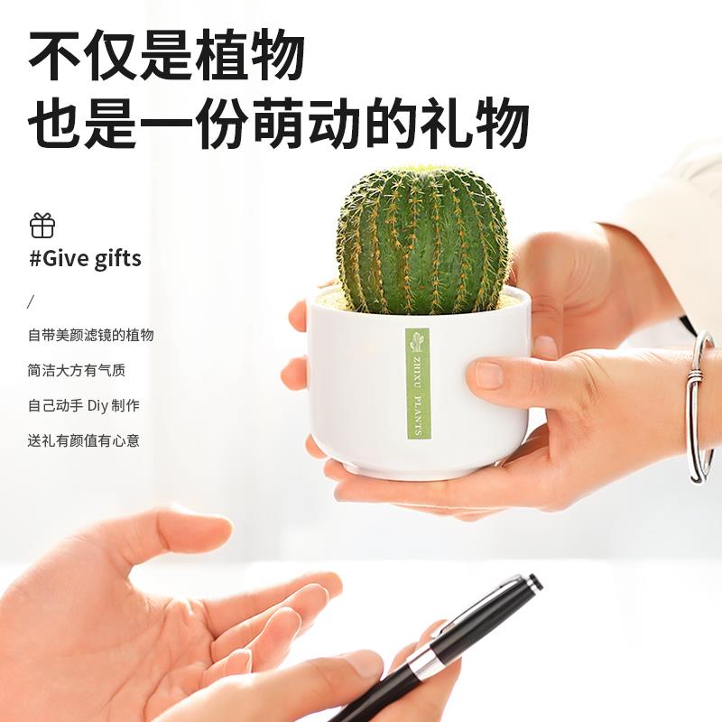 仙人掌盆栽室内仙人球多肉花卉植物办公室桌面绿植防好养辐摆件