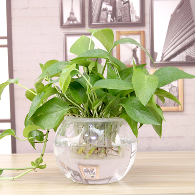 水培植物玻璃瓶 水培绿萝花瓶花盆玻璃圆球水养鱼缸器皿容器