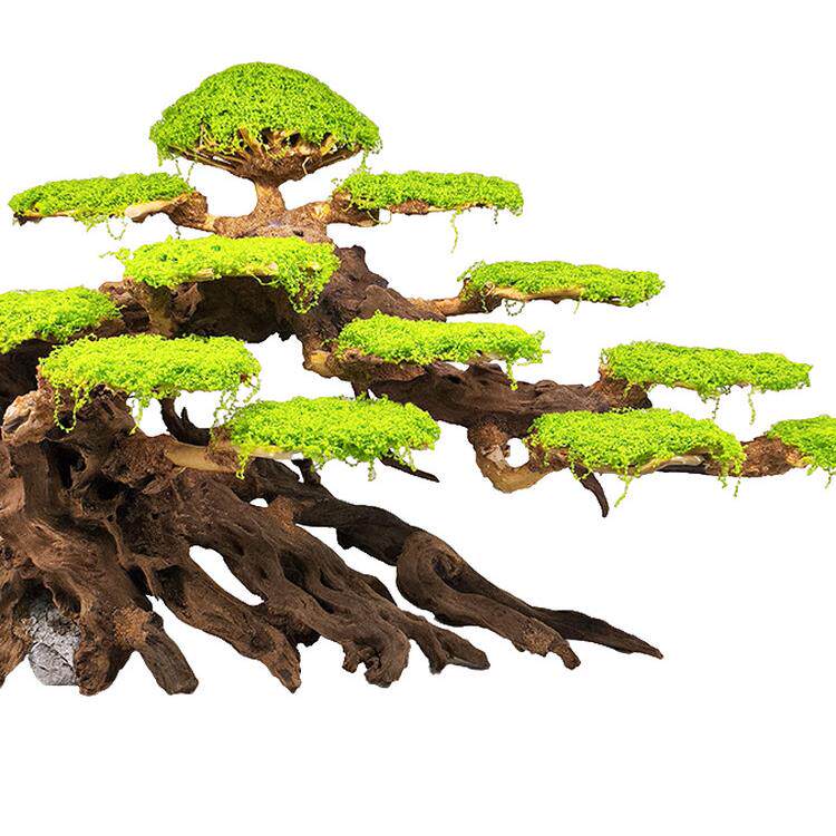 莫斯树生命之树草缸水草沉木鱼缸造景迎客松树桩杜鹃根紫柚木摆件