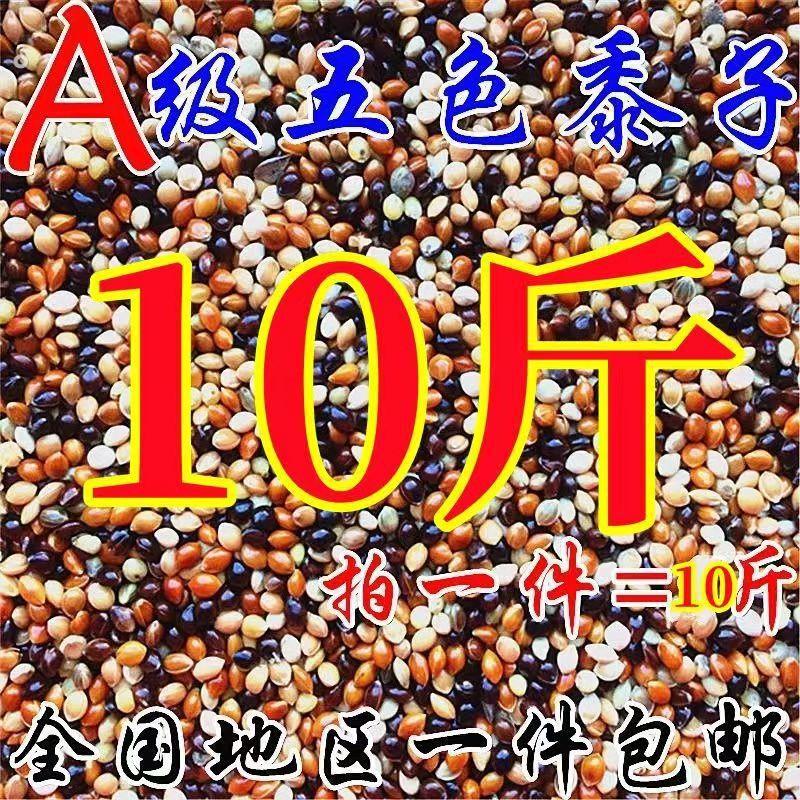 10大斤五色混合黍子虎皮牡丹玄凤鹦鹉鸟食糜谷子文鸟饲料鹦鹉鸟粮