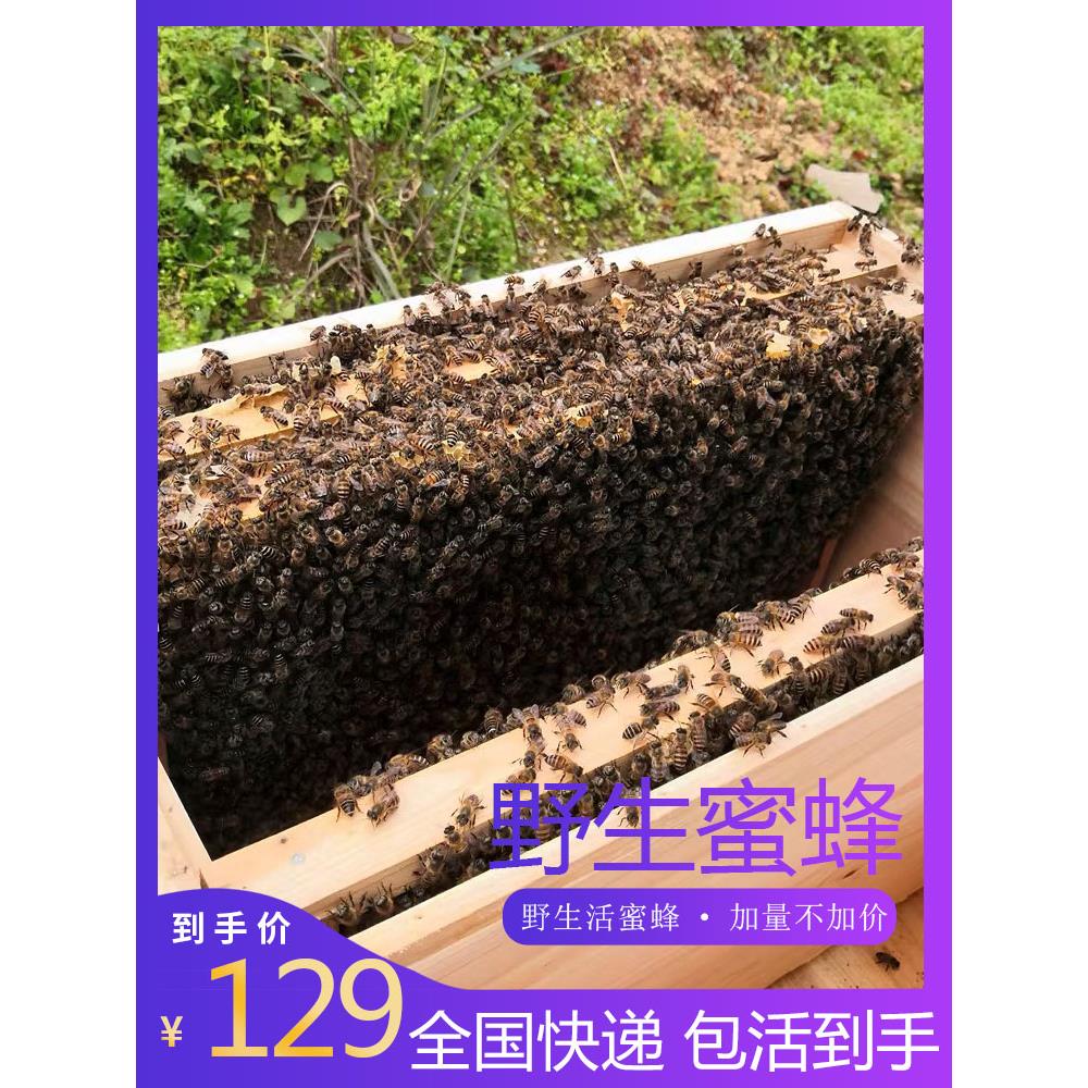 蜜蜂中蜂蜂群中蜂中华蜂养殖带箱带阿坝新开产蜂王带子脾蜜蜂活群