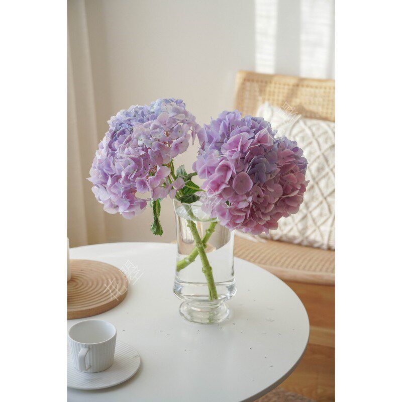 花曌 新鲜粉紫色绣球双色鸳鸯绣球花鲜切花水养鲜花真花瓶插花