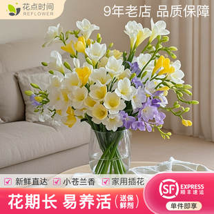 花点时间香雪兰鲜花云南基地直发水养家用插花水培小苍兰鲜切花卉