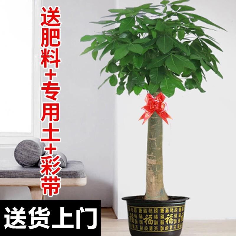 发财树盆栽室内摆客厅大型步步高招财树绿植物办公室乔迁开业花卉