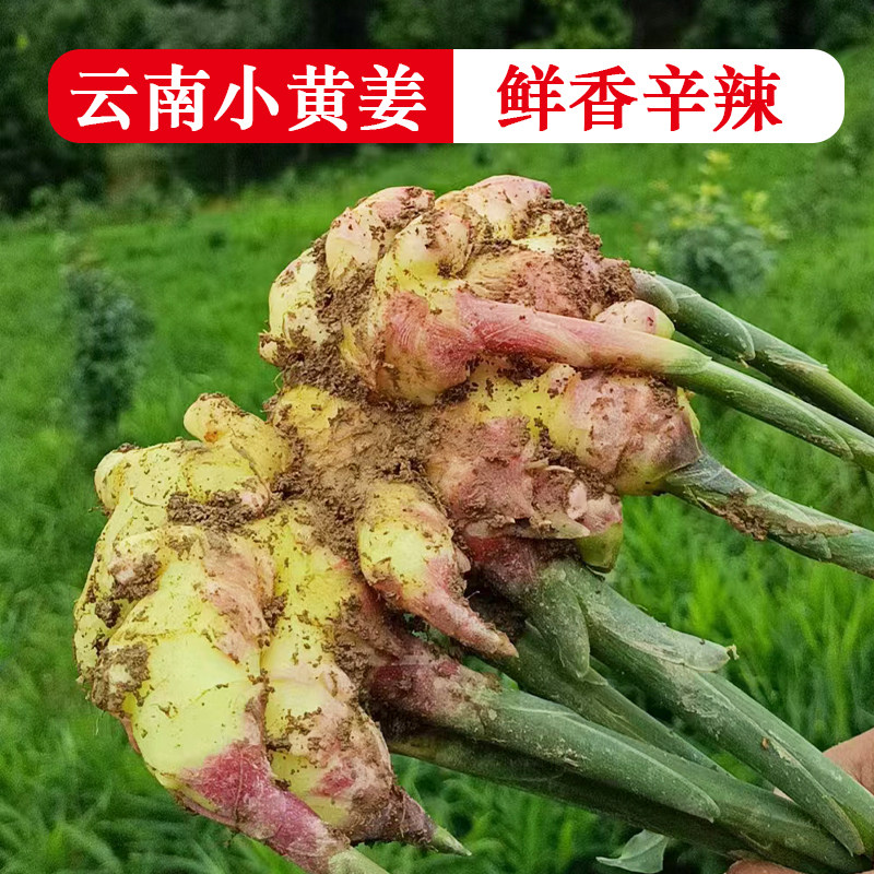 云南新鲜小黄姜农家自种鲜香辛辣