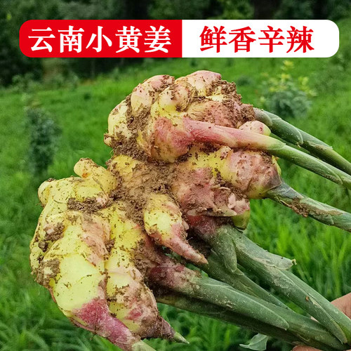 云南新鲜小黄姜农家自种鲜香辛辣