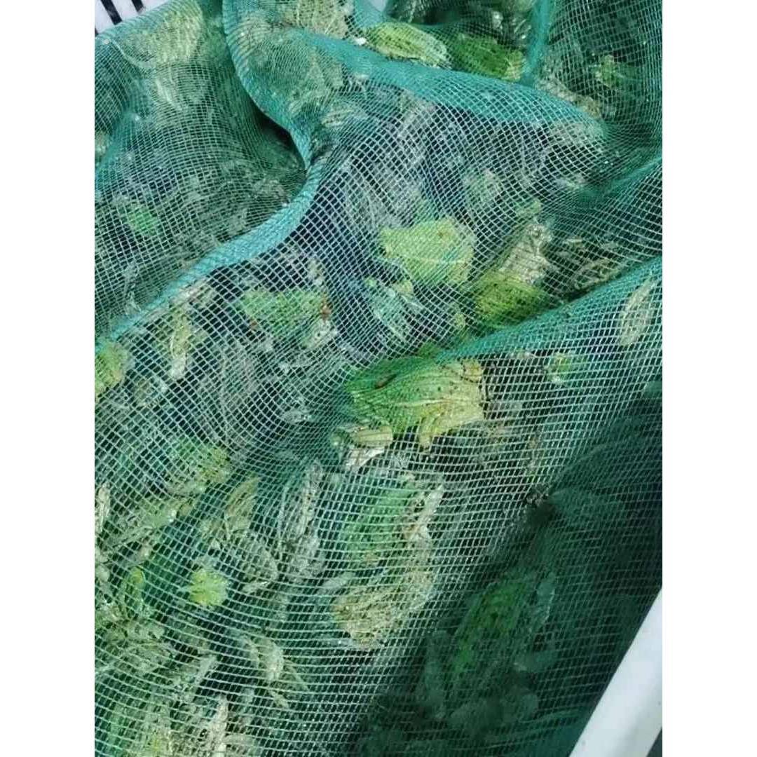 装青蛙专用网袋装蛙纱网袋大号带抽绳装林蛙的细网密眼透气编织袋