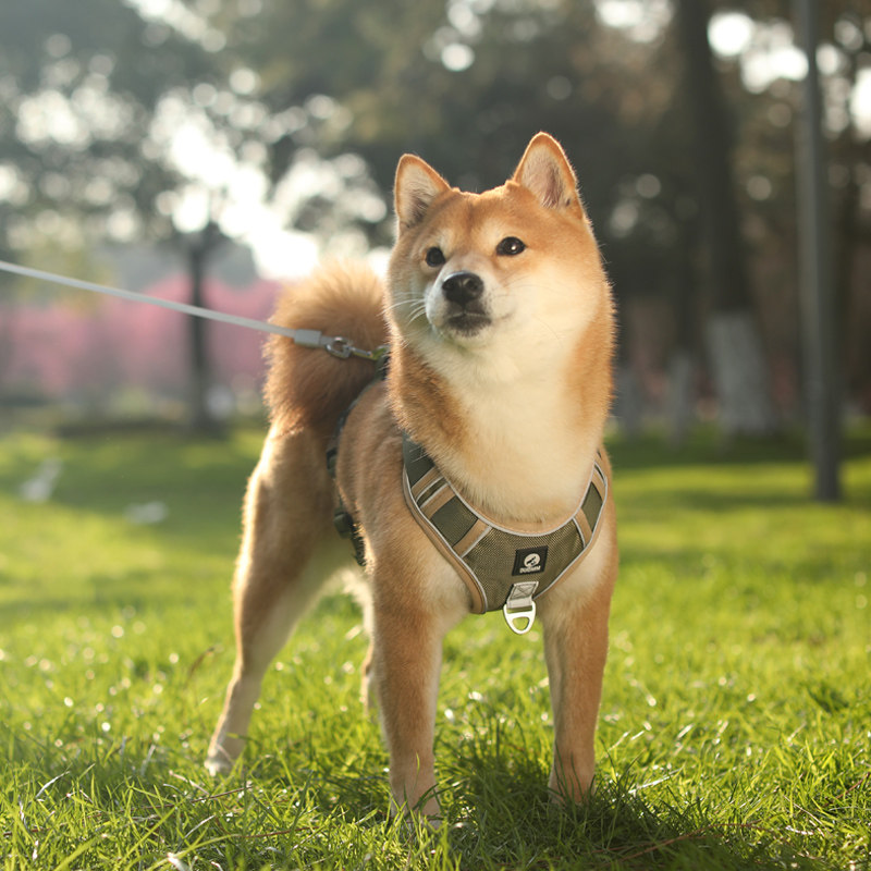狗狗牵引绳中型大型犬胸背带背心式狗链子遛狗金毛拉布拉多狗绳子