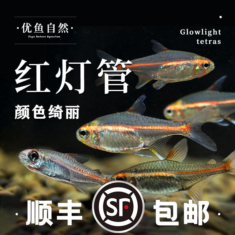 红灯管鱼霓虹玻璃灯鱼透明玻璃热带鱼水族宠物草缸群游观赏灯科鱼