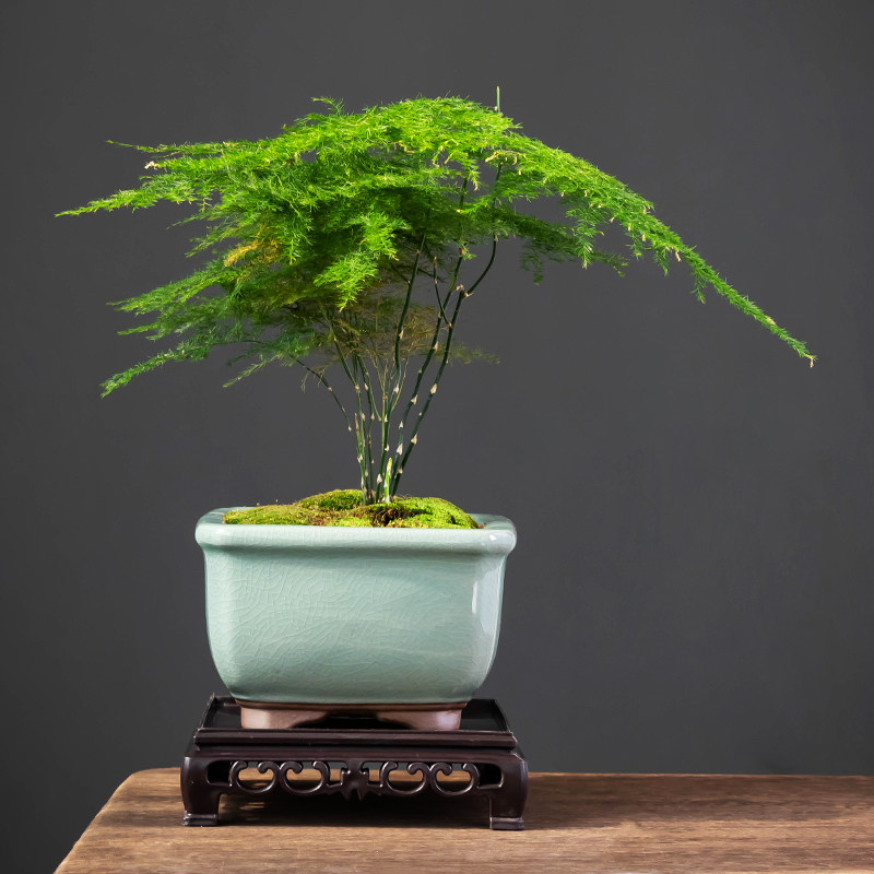紫砂文竹花盆室内清香胡椒木绿植造景小四方盆带托盘创意哥窑透气