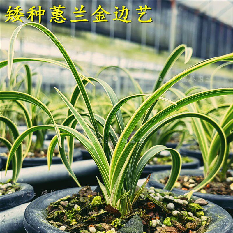 兰花苗矮种蕙兰艺草金边艺美观雅致室内阳台客厅好养活名贵花卉
