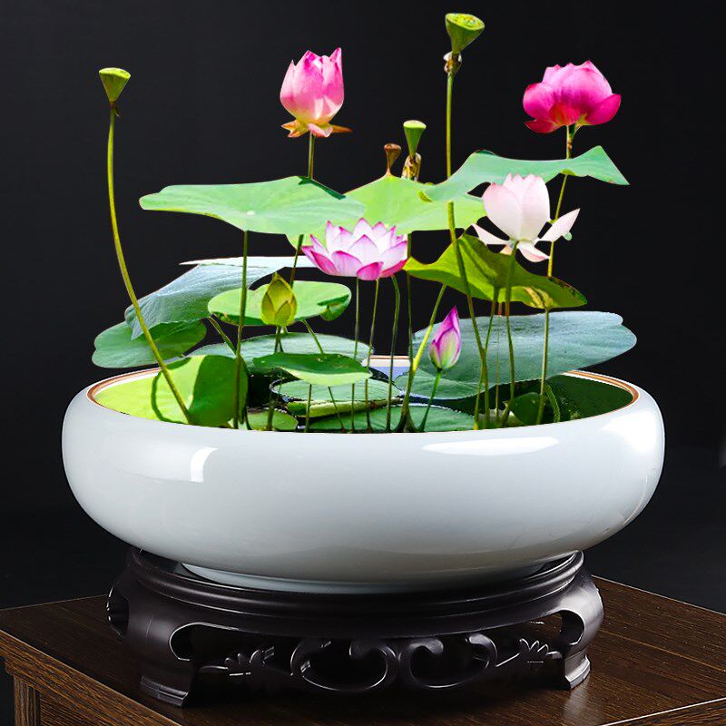 水仙花盆陶瓷大号家用室内无孔铜钱草一叶莲碗莲盆大口径水培器皿