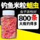 钓公鱼米粒蛆虫公鱼蛆虫钓鱼野钓冬钓冰钓公鱼饵 特大瓶800条