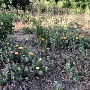 仙人掌可食用药用观赏镇宅功效高农村现采