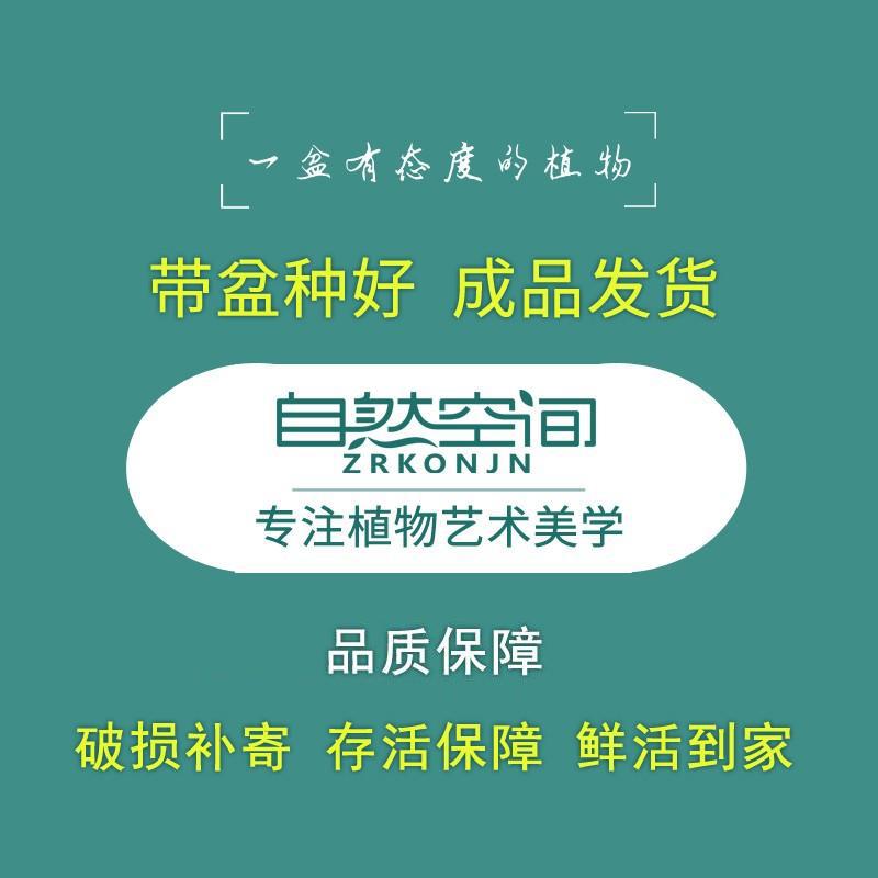 君子兰盆栽客厅办公室内花卉绿植四季好养桌面观赏观叶植物盆景