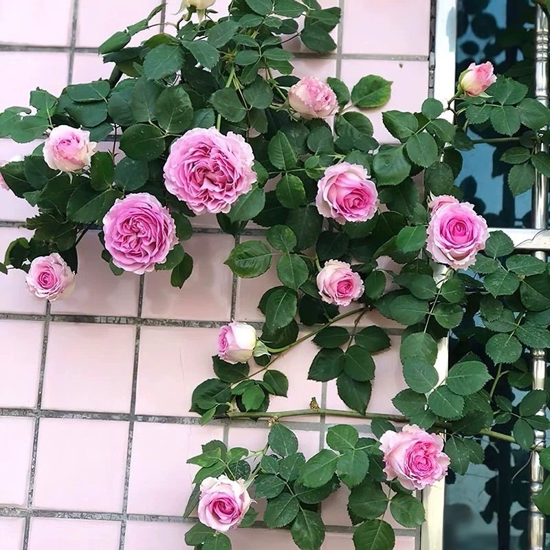 无刺罗伊爬藤蔷薇花浓香特大花四季开花藤本月季罗衣庭院花墙拱门,鲜花速递/花卉仿真/绿植园艺,月季/蔷薇/玫瑰,淘宝优惠券,粉丝福利购,淘宝优惠卷