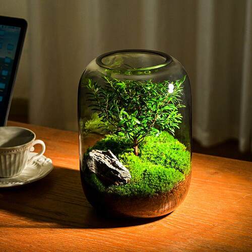 生命之树懒人养鱼苔藓微景观办公室盆栽宿舍植物桌面生态瓶真植物