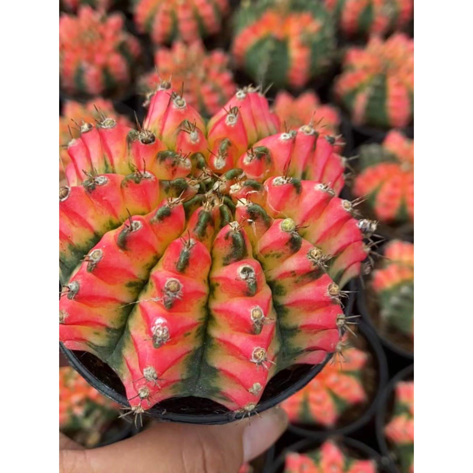 火凤凰开花仙人掌 稀有嫁接仙人球盆栽 吸甲醛多肉植物 适合阳台