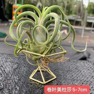 空气铁兰 配底座 无土绿植蝴蝶精灵贝可利宝石办公室植物销售