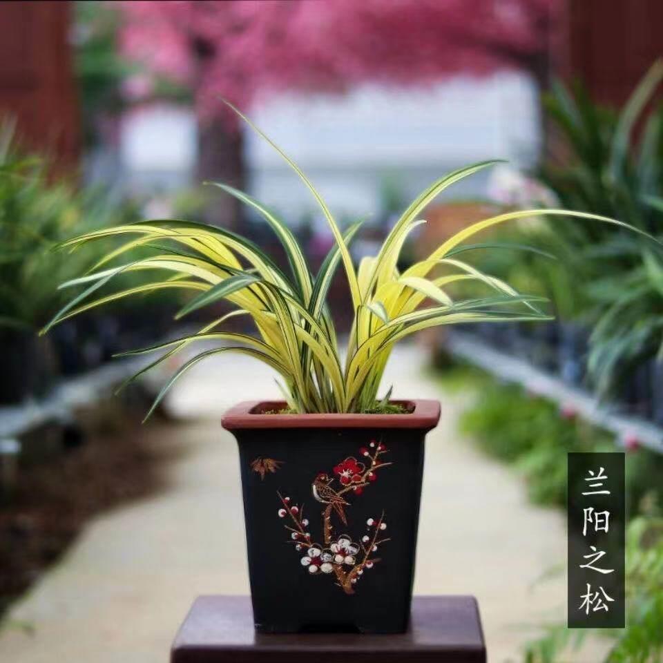 收藏级兰花【兰阳之松】墨兰铭品中透叶艺金黄色高端兰花苗盆栽