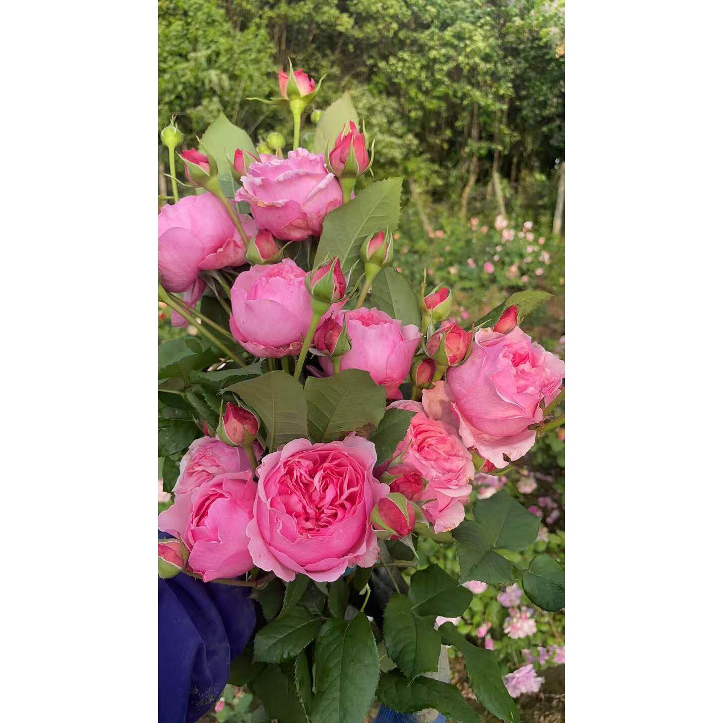 灌木月季 凯丽 大花浓香切花 V9方盆苗 V16方盆中 2加仑大苗