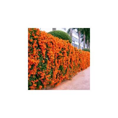 新品炮仗花鞭炮花美丽易活藤本攀援绿植围墙花庭院窗台苗紫藤凌霄