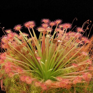 孔雀茅膏菜【食虫草水陆缸盆景观造景盆栽吃蚊子抓吃虫捕虫植物】