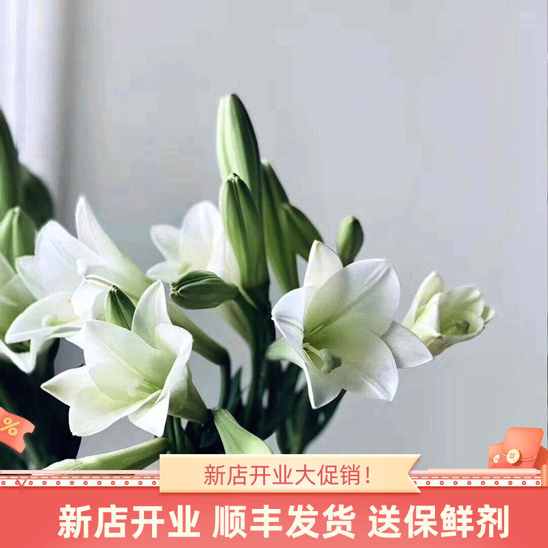 大头铁炮百合花鲜花斗南直发云南基地花卉花束客厅摆设绿植鲜切花