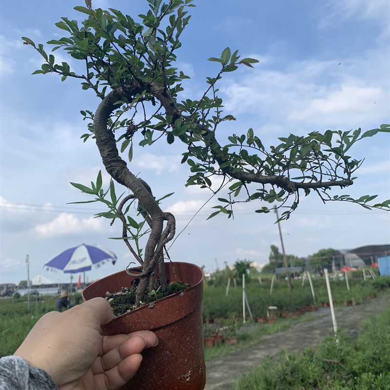 飘枝榔榆盆景