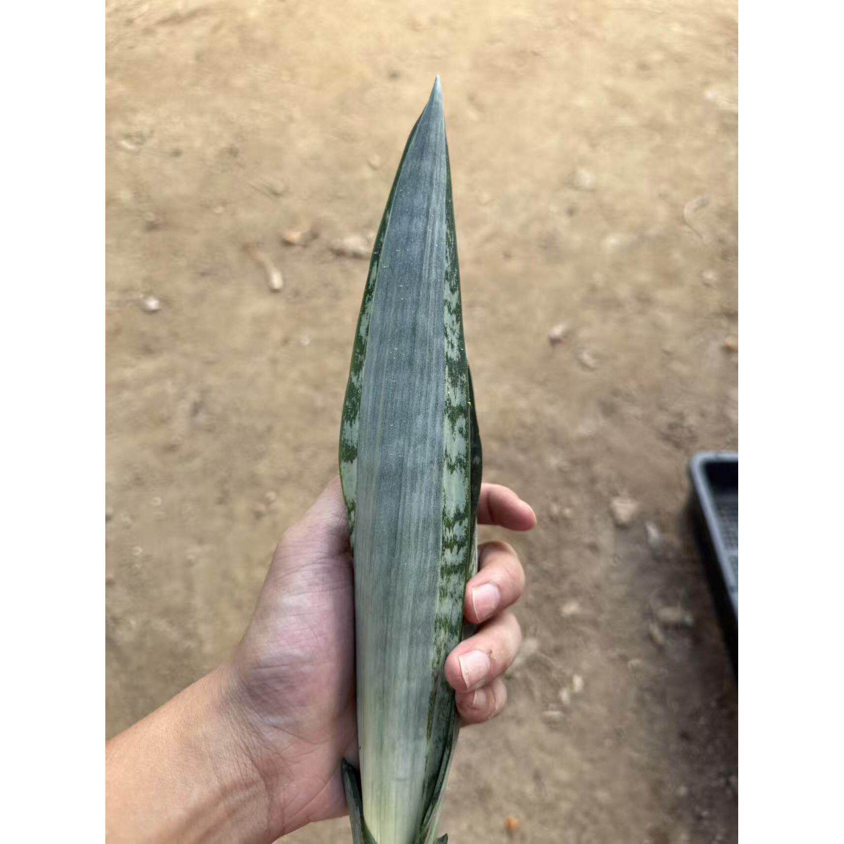 稀有品种沙特虎皮兰水培植物易养活多肉净化空气基地直销裸根发货