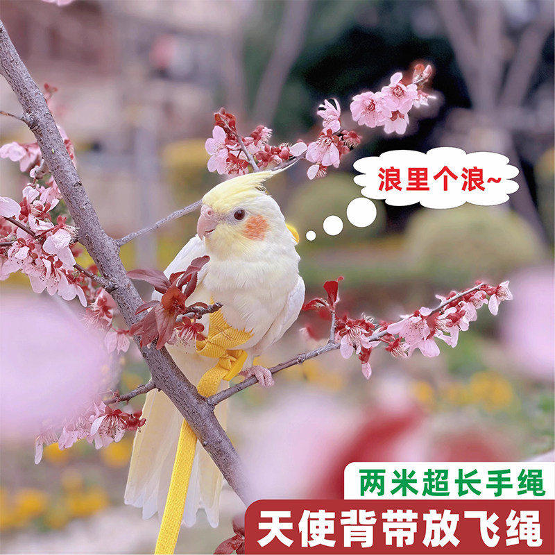 鹦鹉飞行绳背带超轻放飞绳溜鸟绳外出牵引绳遛鸟绳子虎皮玄凤牡丹,宠物/宠物食品及用品,鸟用放飞绳,淘宝优惠券,粉丝福利购,淘宝优惠卷