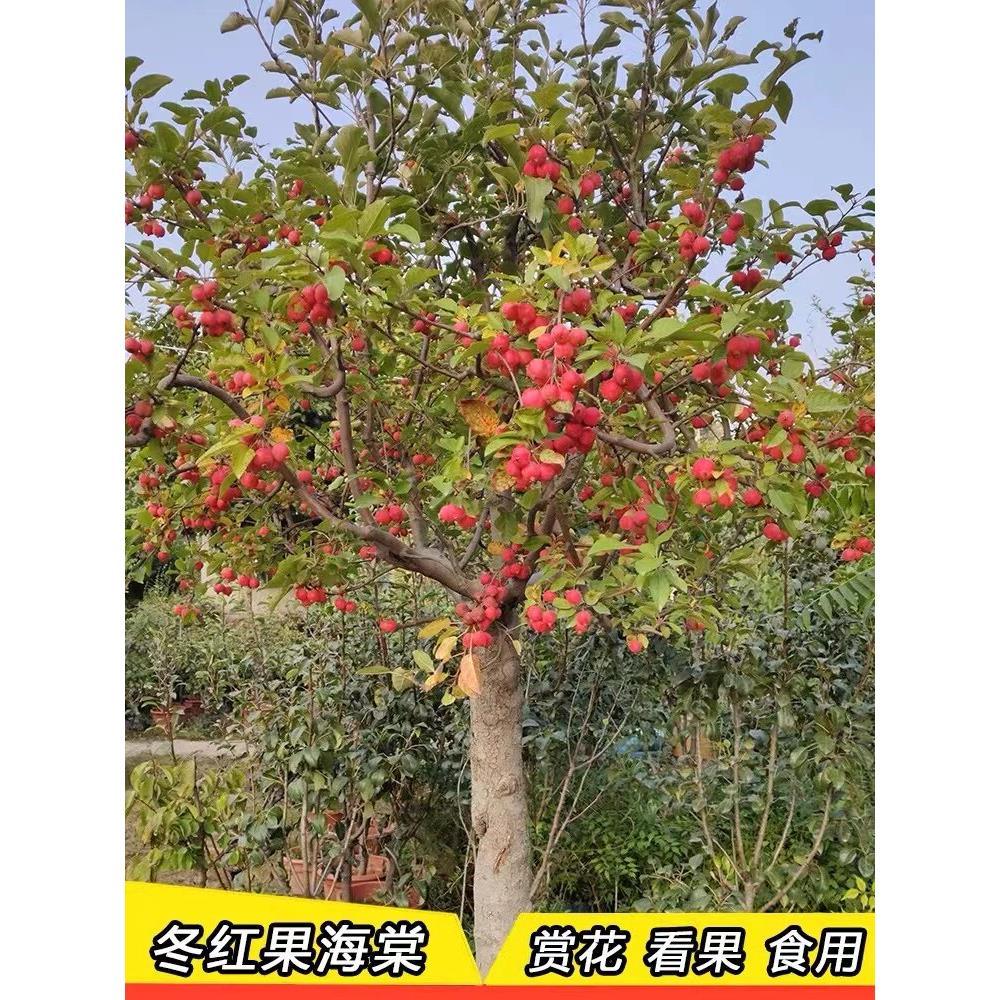 冬红果海棠树苗北方耐寒南方别墅庭院美观
