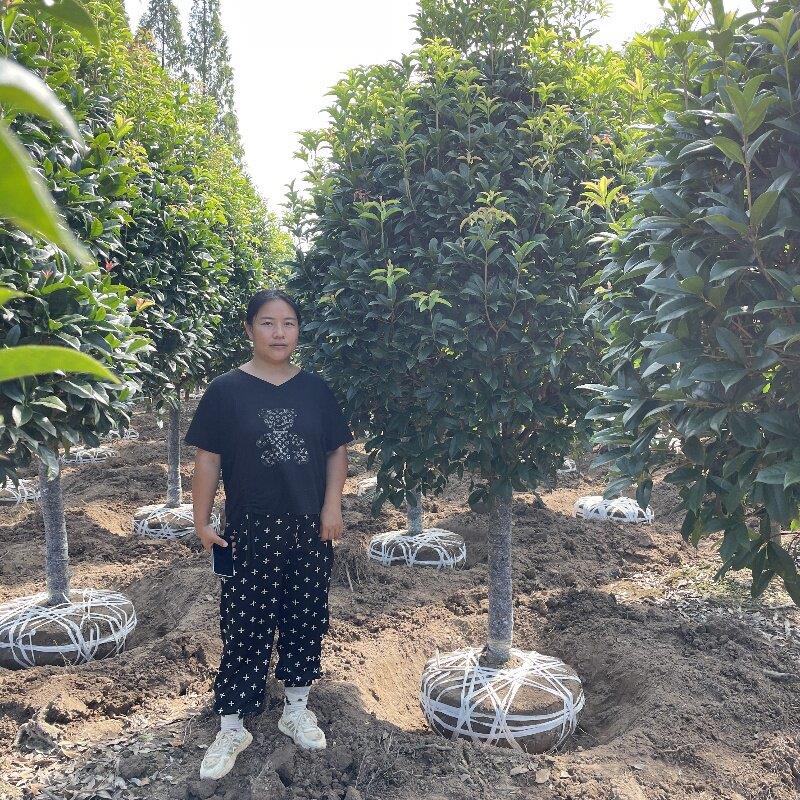 桂花树苗地栽四季常青桂花树金桂丹桂大树苗庭院植物阳台浓香花卉