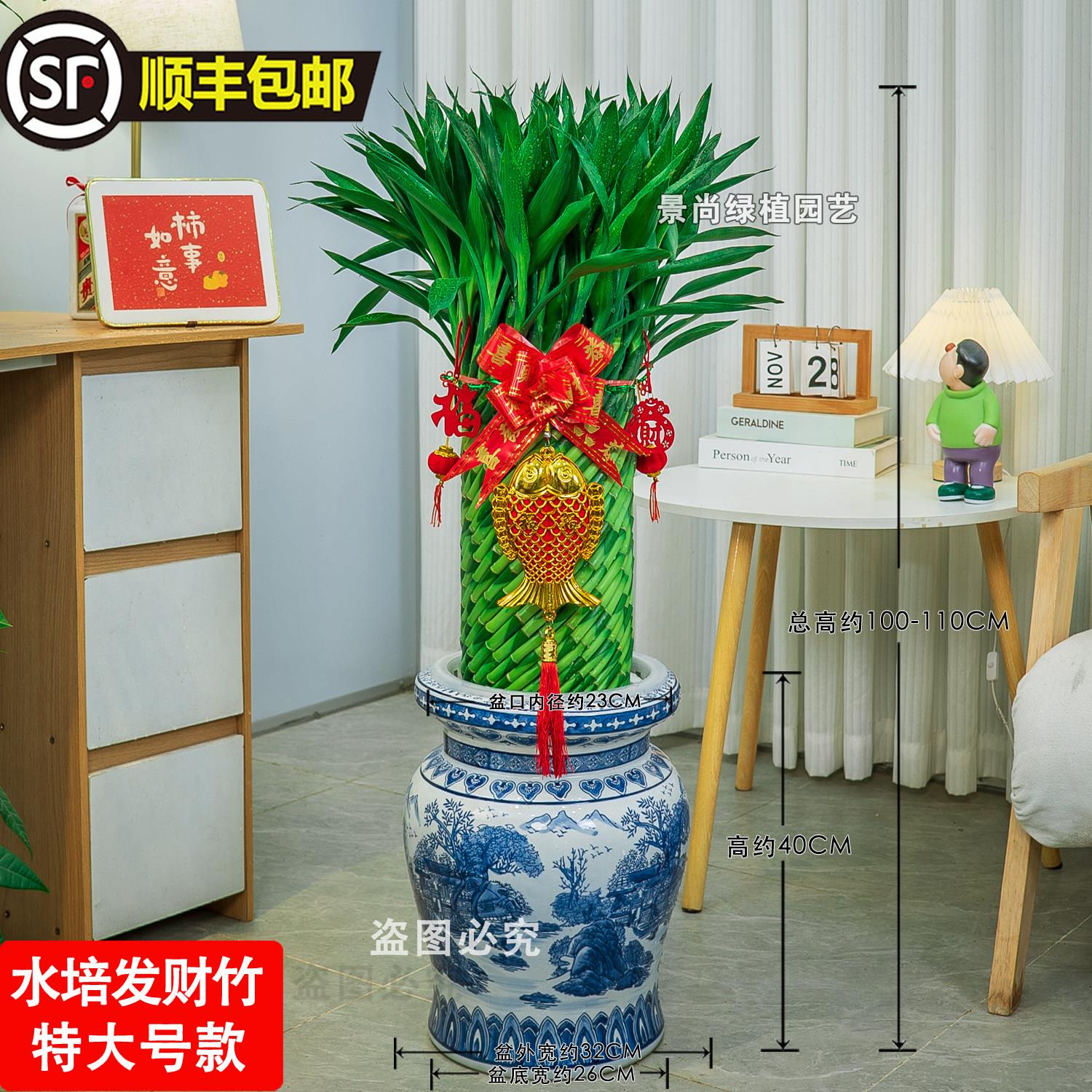 顺丰加大发财竹富贵竹水培竹办公室招财竹富贵竹乔迁吉祥观叶客厅