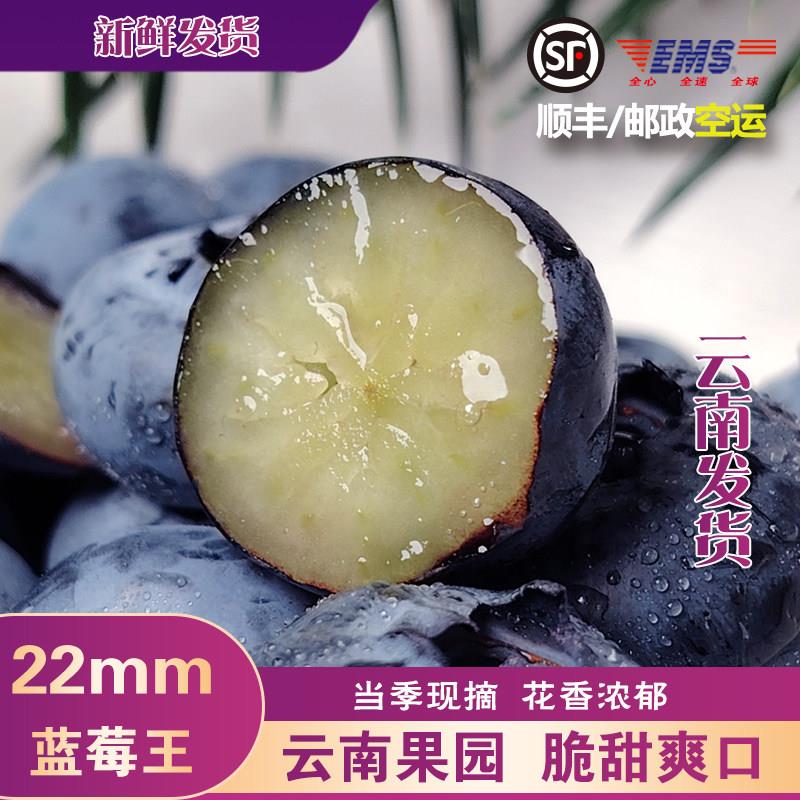 空运发货云南高山花香蓝莓新鲜海拔1800抱抱桶当季大果鲜果现摘