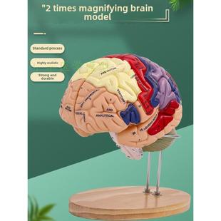 2倍放大医学人脑解剖模型脑模型脑功能画分模型脑模型