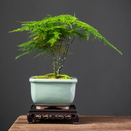紫砂文竹花盆室内清香胡椒木绿植造景小四方盆带托盘创意哥窑透气