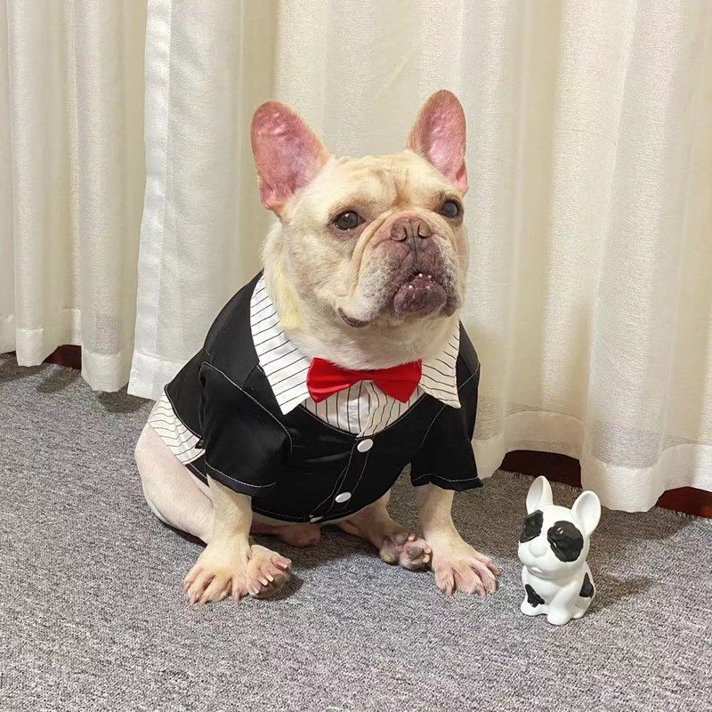 宠物狗狗西装法斗巴哥斗牛犬柯基柴犬生日礼服衣服春秋款衬衫外套,宠物/宠物食品及用品,狗宠物服装/雨衣,淘宝优惠券,粉丝福利购,淘宝优惠卷