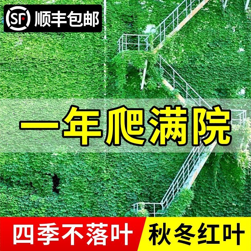 爬山虎爬藤植物室外庭院爬山虎花苗三五叶爬墙虎花卉四季常青树苗,鲜花速递/花卉仿真/绿植园艺,时令草本花卉,淘宝优惠券,粉丝福利购,淘宝优惠卷