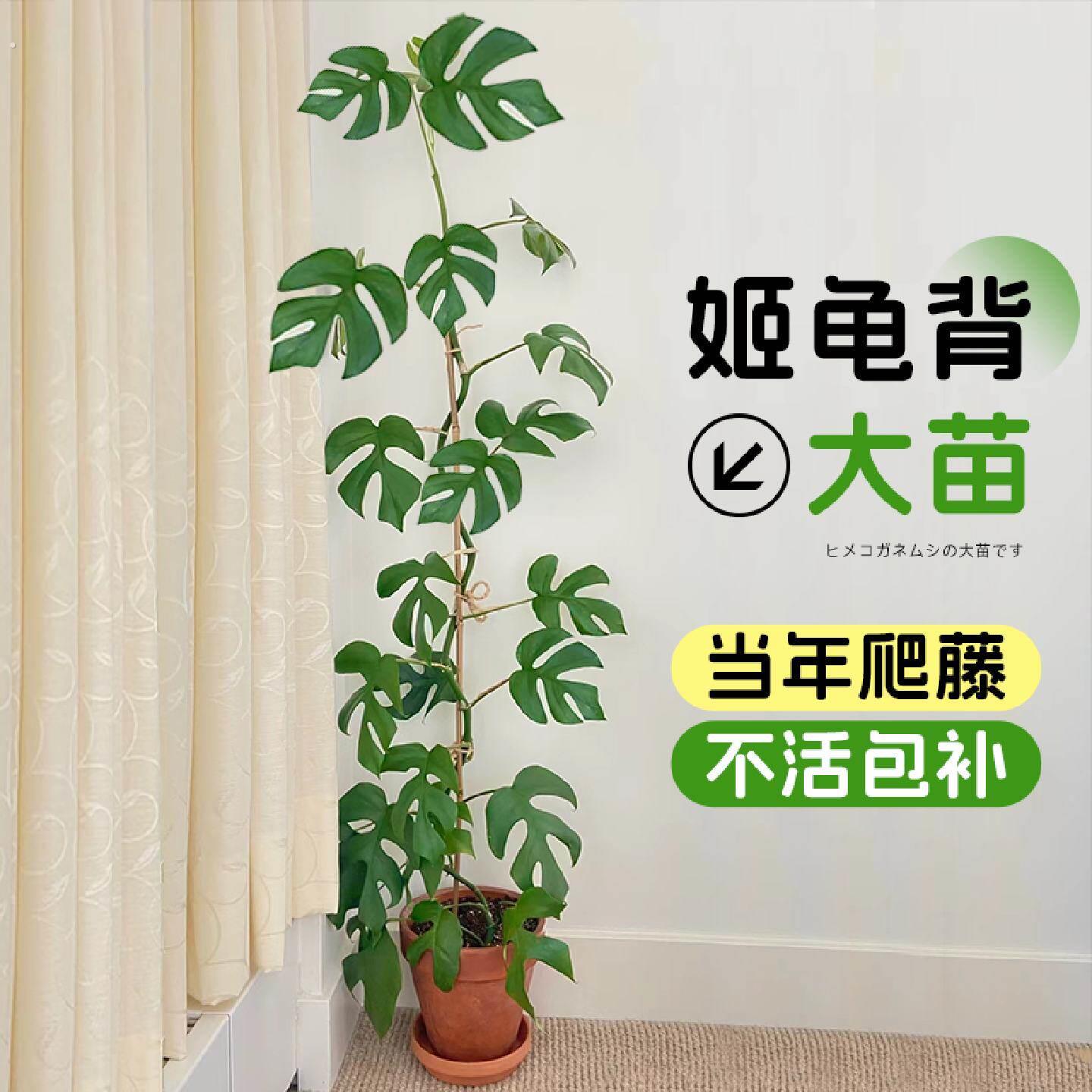 姬龟背仙洞龟背竹爬藤植物垂吊墙蔓盆栽四季房间室内客厅阳台绿植