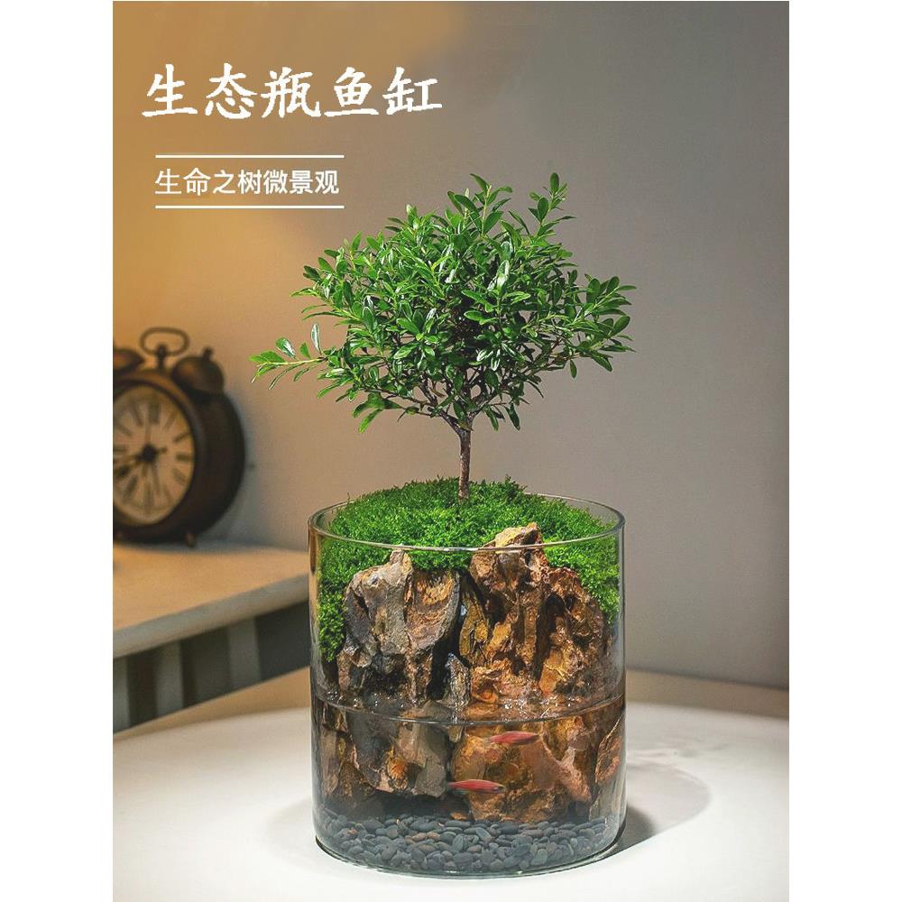 生态瓶微景观生日礼物男生养鱼免打理玻璃鱼缸小型客厅桌面斗鱼