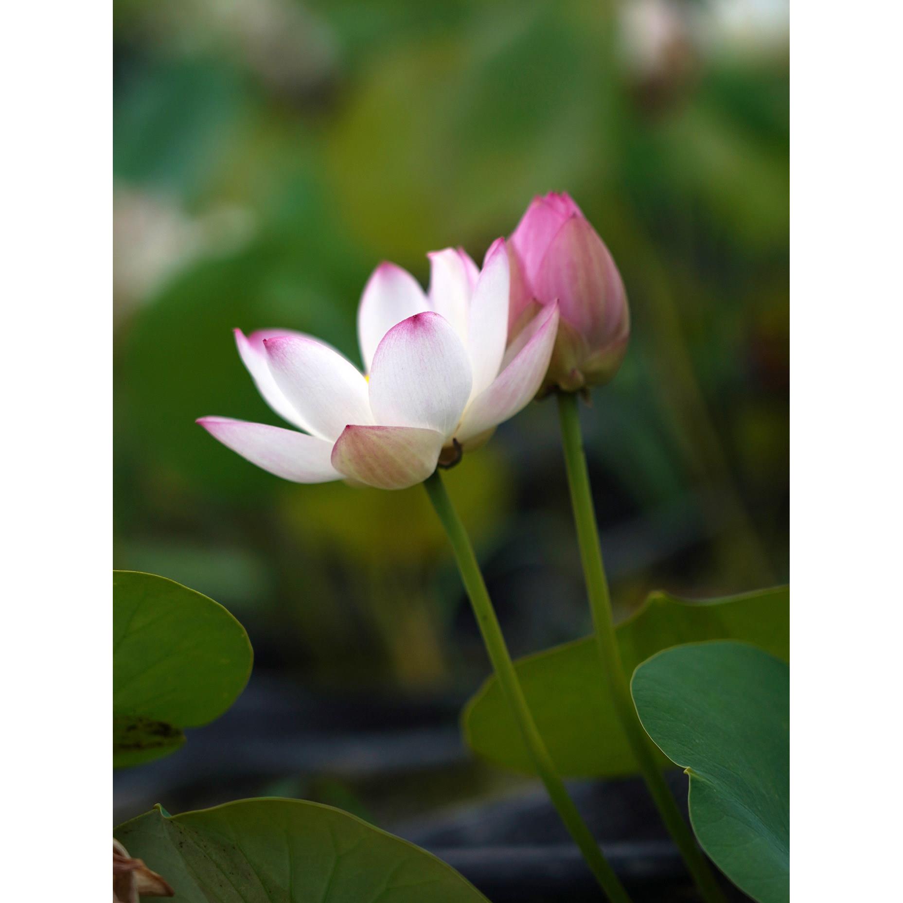 2025新品【夕岚】周劲松家小微型盆栽阳台家庭种植碗莲荷花种藕苗