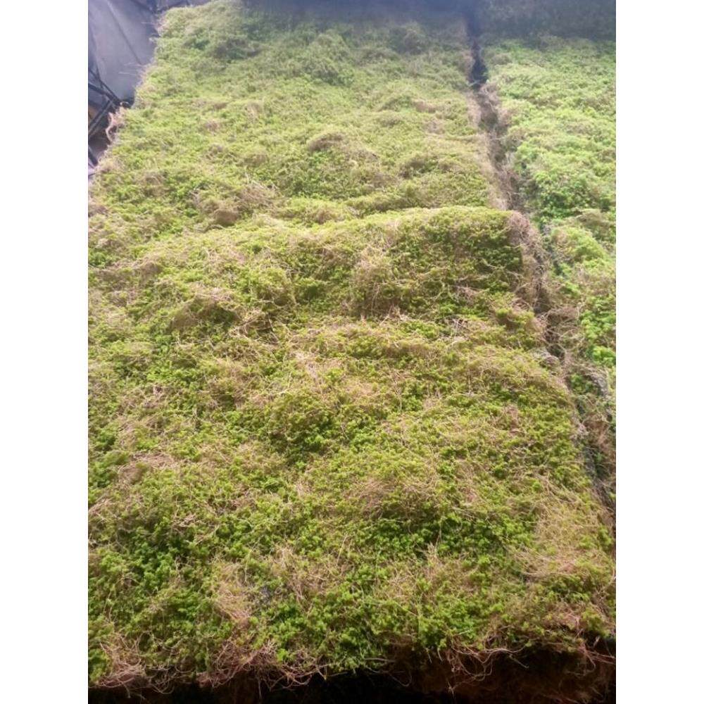 模拟苔藓店景观绿化植物人造人造草坪人造苔藓草微景观窗盆景墙装