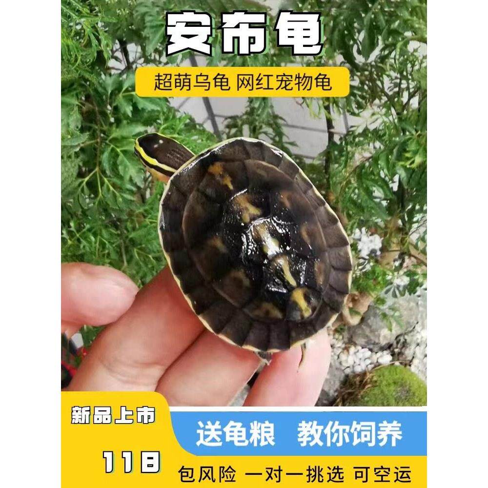 安布闭壳龟安布苗扁安宠物龟半水龟线安苗杂食龟活体灰招财龟可挑