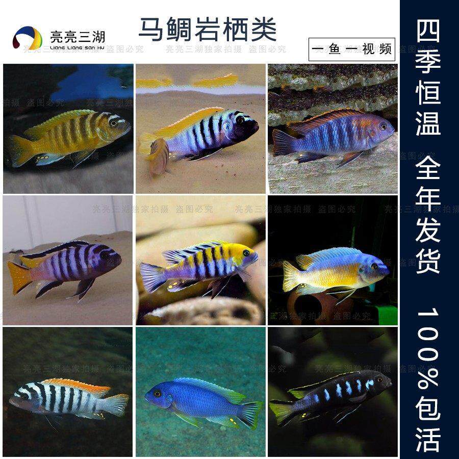 三湖慈鲷鱼 精品大马鲷岩栖类发色公鱼合集热带鱼淡水观赏鱼活体