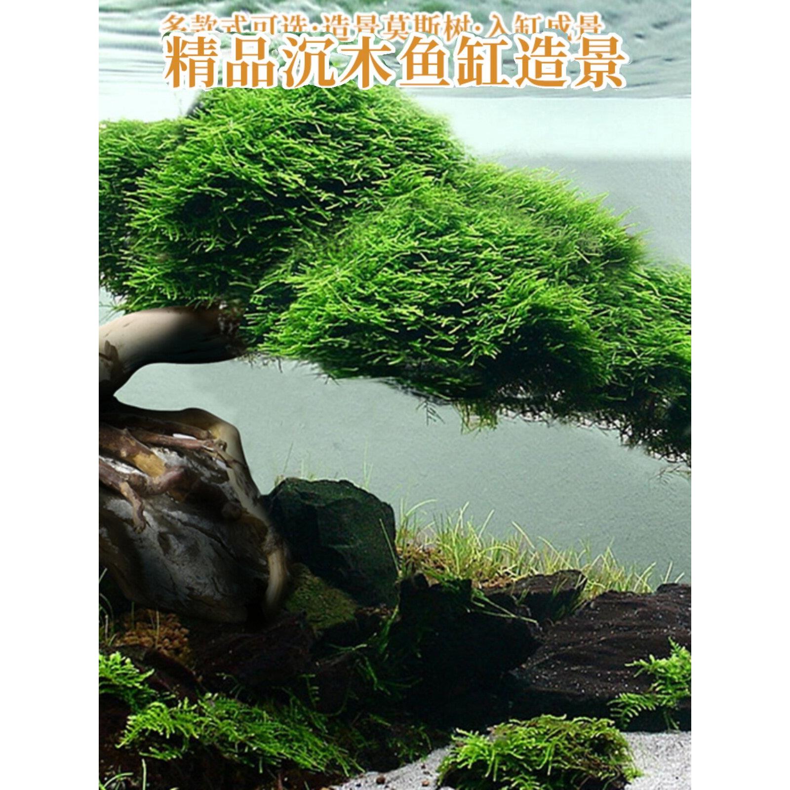 成品莫斯树鱼缸造景摆件流水骨架水草植物懒人树杜鹃根水草缸