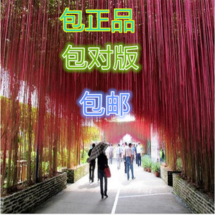 一帘幽梦盆栽绿植爬藤植物/锦屏藤/蔓地榕/珠帘藤/富贵帘龙须藤