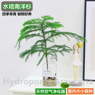 水培植物南洋杉盆栽室内桌面好养绿植花卉盆栽净化空气四季常青